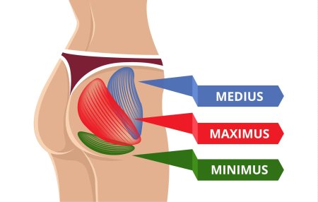 Анатомия ягодичных