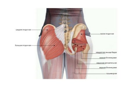 Анатомия ягодичных мышц человека