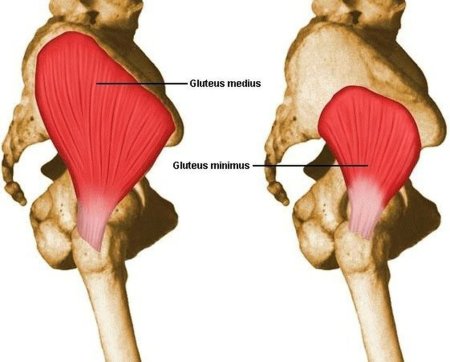 Gluteus Medius