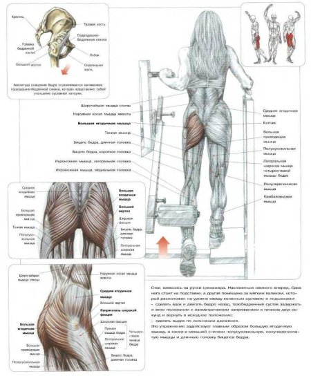 Ягодичные мышцы анатомия строение