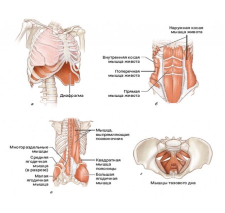 Диафрагма и мышцы тазового дна