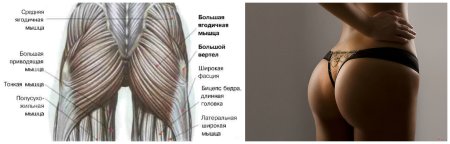Ягодичные мышцы анатомия строение