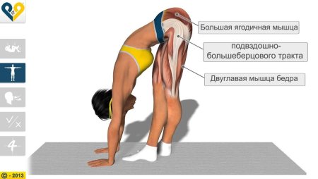 Подвздошно-большеберцовый тракт анатомия