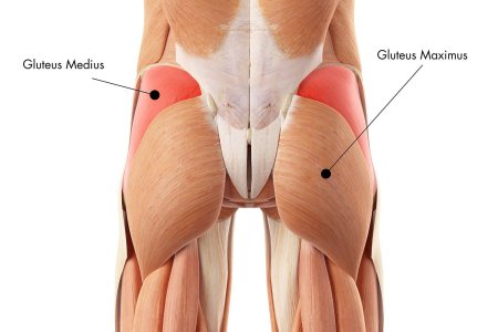 Мускулюс Глютеус