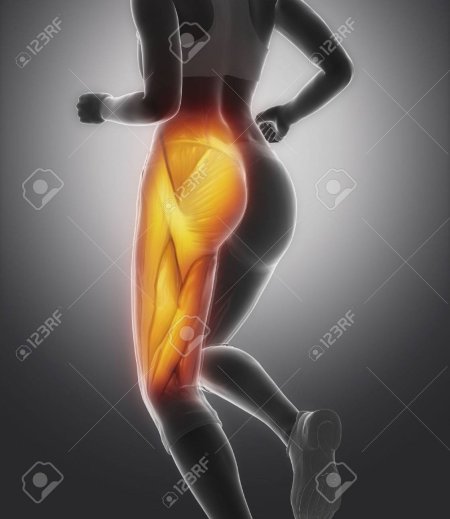 Мышцы ягодиц анатомия женщины