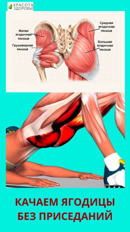 Средняя и малая ягодичные мышцы