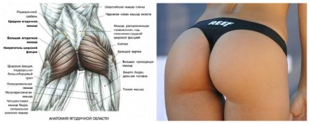 Большая ягодичная мышца прикрепление