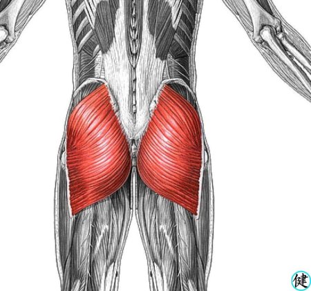 Musculus gluteus Maximus анатомия
