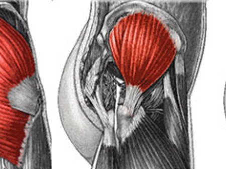 Малая ягодичная мышца анатомия