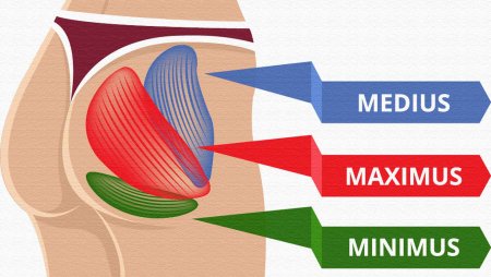 Строение ягодиц
