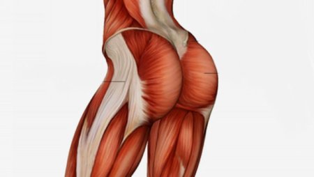 Среднюю ягодичную мышцу musculus gluteus Medius.