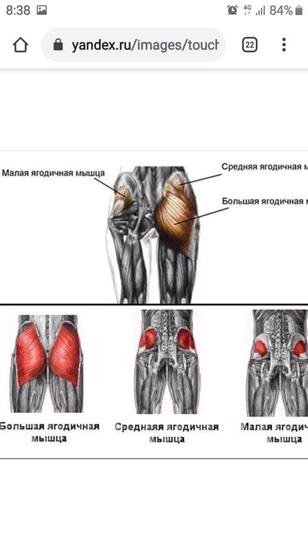 Ягодичные мышцы анатомия строение
