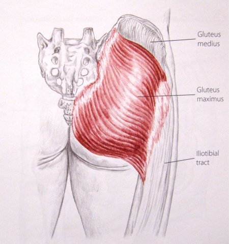 Gluteus Medius muscle