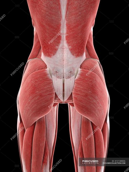 Мышцы половы