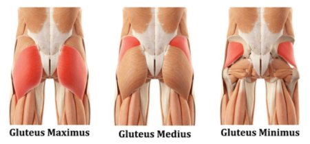 Gluteus Medius