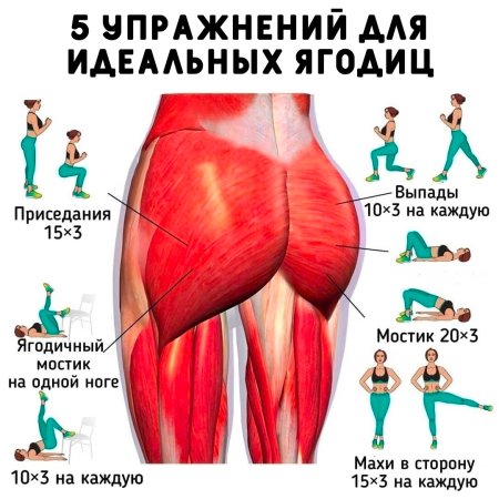 Мышцы ягодиц и упражнения на каждую группу