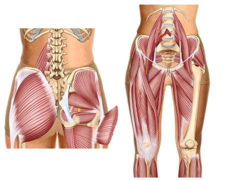 Ягодичная мышца и тазобедренный сустав