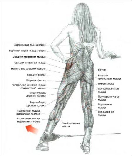 Упражнения на малую ягодичную мышцу в тренажерном зале