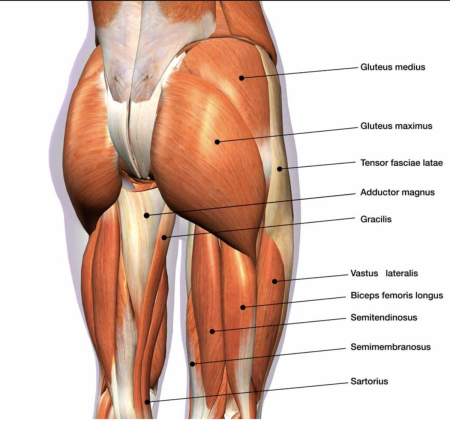 Ягодичные мышцы анатомия строение