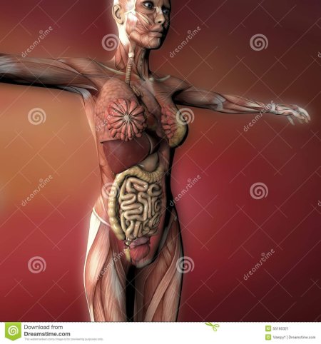 Анатомирование женщины