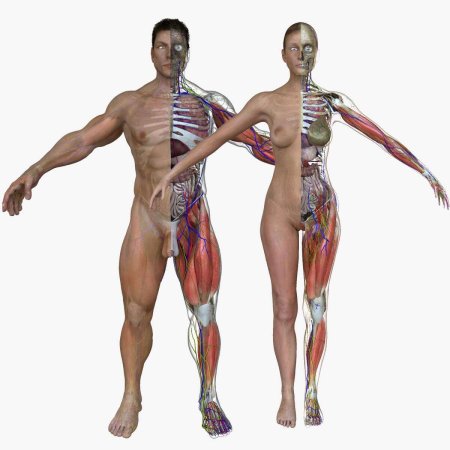 Тело мужчины и женщины анатомия