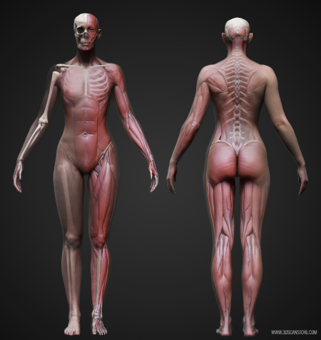 Анатомия девушки