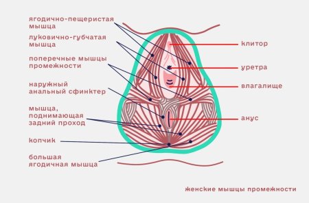 Луковично пещеристая мышца у женщин