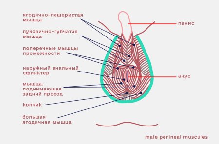 Мышцы кегеля у мужчин
