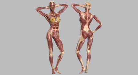 Мышечная анатомия женщины