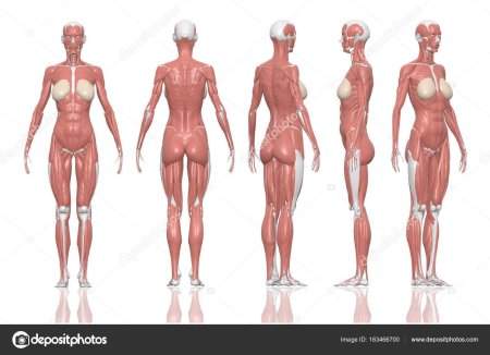 Мышцы женского тела
