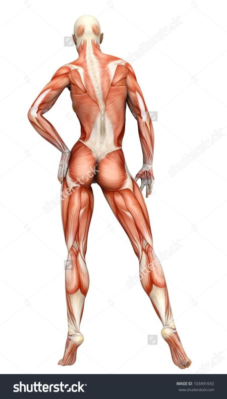 Мышцы женщины сзади