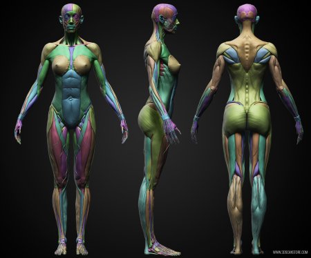 Стилизованная женская анатомия