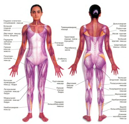 Анатомия мышц человекаженшины