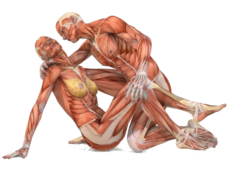 Тело мужчины и женщины анатомия