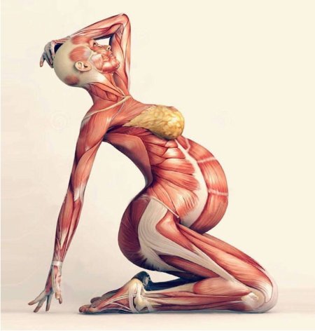 Мышцы женщины