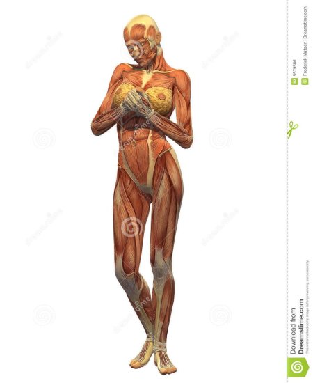 Тело мышцы женщина картина