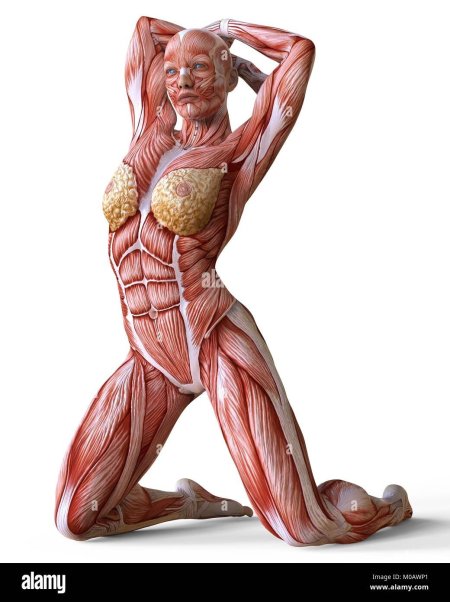 Анатомия Мускул женщин