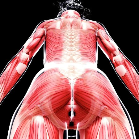 Тело женщины анатомия