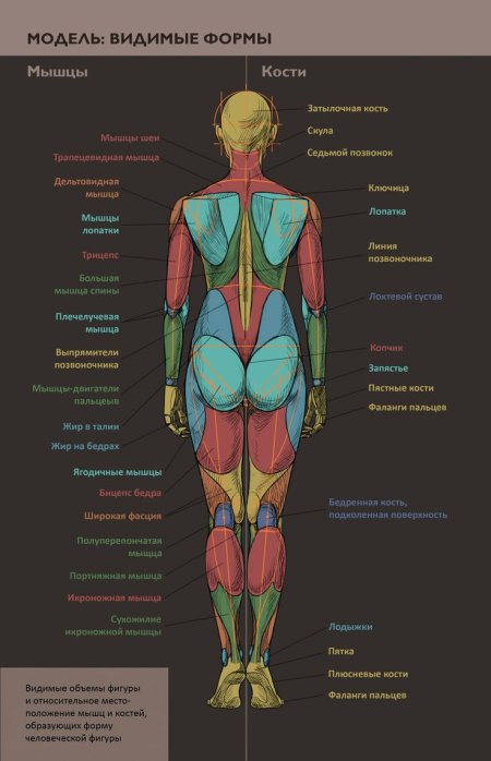 Мышцы женщины анатомия