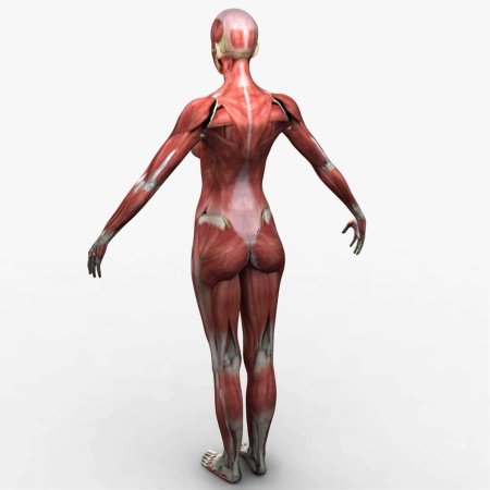 Muscle Anatomy Pro — 3d