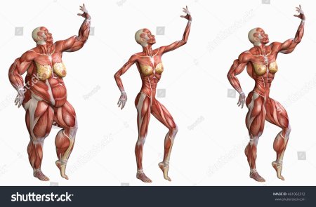Мышечный скелет референс