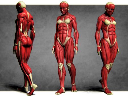 Анатомия девушек