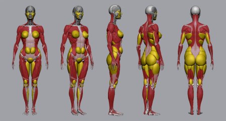 Тело женщины анатомия