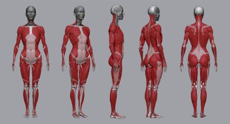 Мышцы женщины