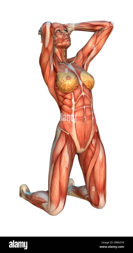 Мышцы тела женщины