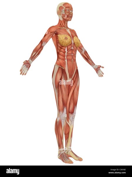 Мышцы человека женщины