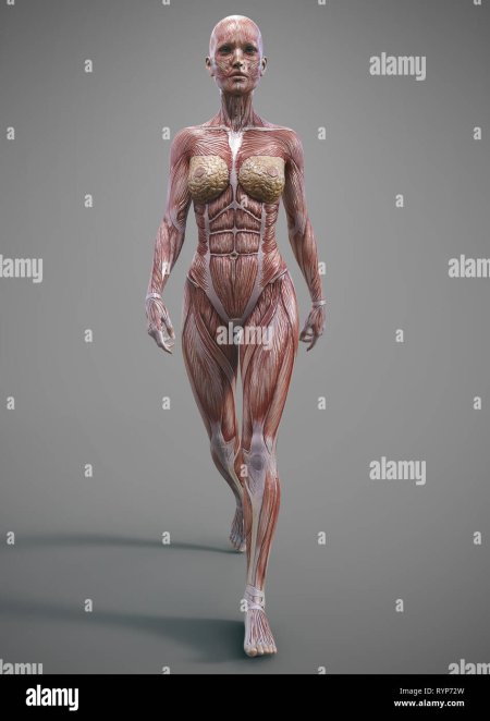 Мышцы девушки референс