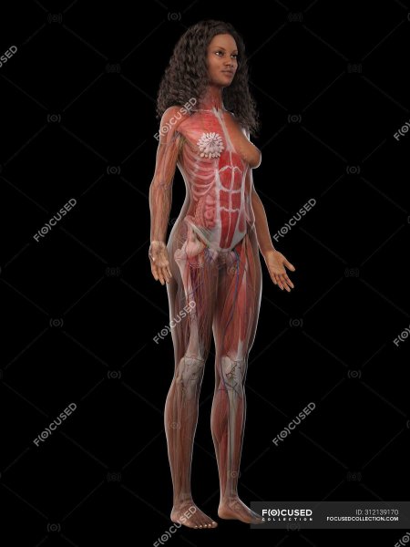 Мускулатура женщины