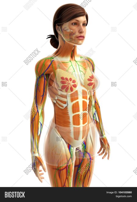 Урок женской анатомии