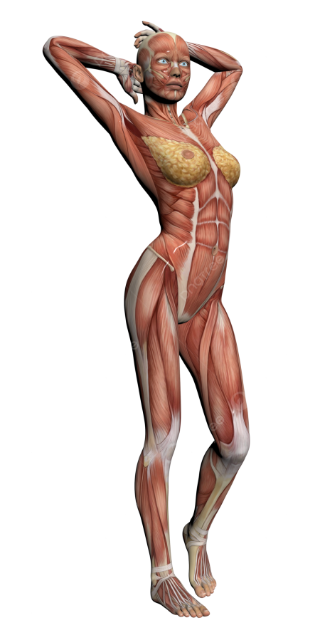 Анатомия человека мышцы женщины